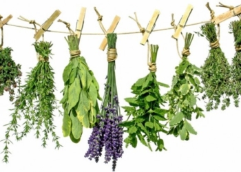 Село на Тернопільщині буде сушити та продавати лікарські трави