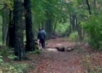 Тернополянин сфотографував як у Тернополі незаконно вирубують дерева і викликав поліцейських (фото)