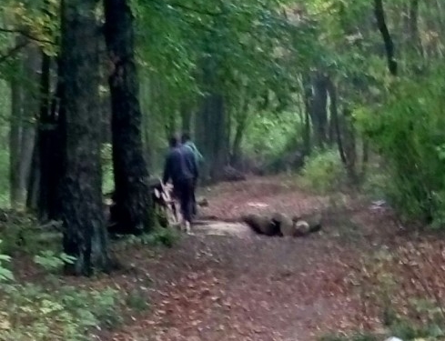 Тернополянин сфотографував як у Тернополі незаконно вирубують дерева і викликав поліцейських (фото)