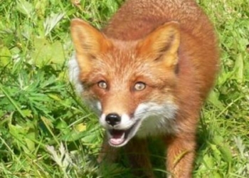 проти сказу