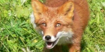 проти сказу