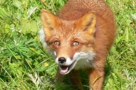 проти сказу