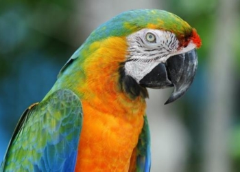 Чоловік ледь не сів у тюрму через слова, які говорив його папуга