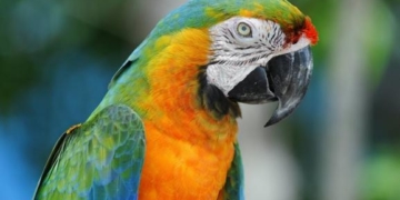 Чоловік ледь не сів у тюрму через слова, які говорив його папуга