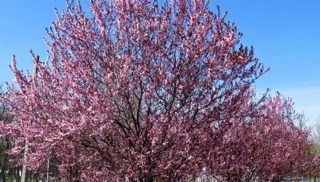 У сквері Тернополя висадять вперше унікальні клени і декоративні сливи