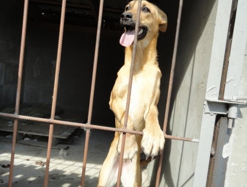 На вулиці дуже холодно, а безпритульним тернопільським собакам потрібна допомога