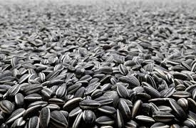 Понад три тисячі кілограмів насіння соняшника вкрав мешканець Тернопільщини