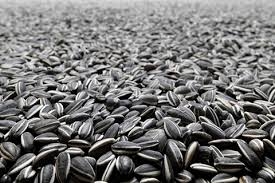 Понад три тисячі кілограмів насіння соняшника вкрав мешканець Тернопільщини