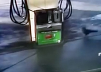 В Австралії ворона допомогла поліцейським знайти метамфетамін