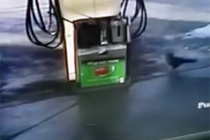 В Австралії ворона допомогла поліцейським знайти метамфетамін