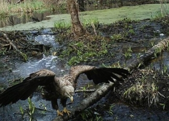 Те, що вчені виявили в Чорнобилі, шокувало весь світ. Невже справа в радіації?