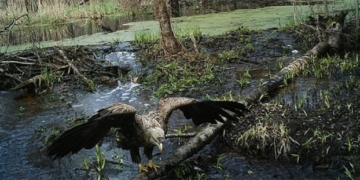 Те, що вчені виявили в Чорнобилі, шокувало весь світ. Невже справа в радіації?
