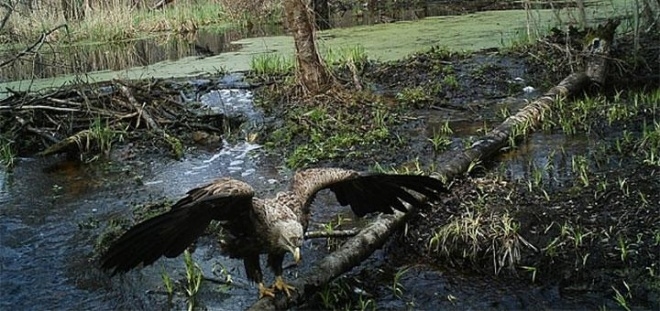 Те, що вчені виявили в Чорнобилі, шокувало весь світ. Невже справа в радіації?