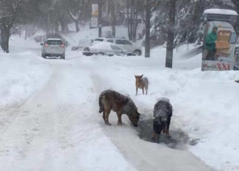Бродячі собаки “отримають” у Тернополі більше трьох мільйонів гривень