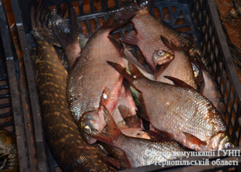 Браконьєри відповідатимуть перед законом на Тернопільщині