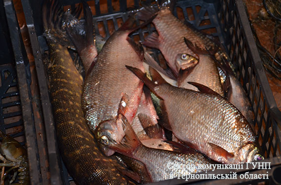 Браконьєри відповідатимуть перед законом на Тернопільщині