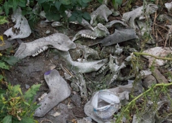 Чиновники з Тернопільської ОДА заклали екологічну бомбу по всій Тернопільщині