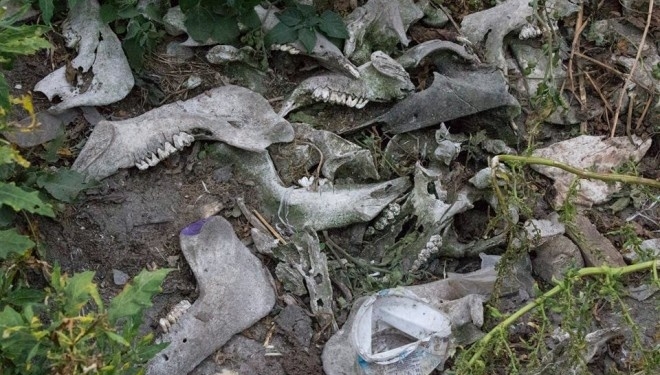 Чиновники з Тернопільської ОДА заклали екологічну бомбу по всій Тернопільщині