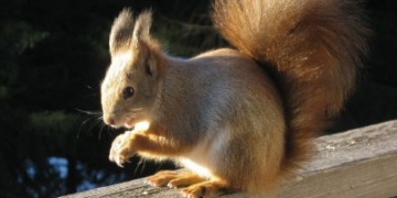 Як білка завадила виборам президента