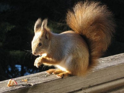 Як білка завадила виборам президента