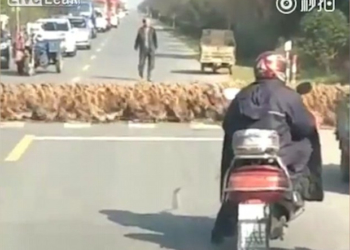 Це треба бачити! Затори можуть бути не лише через сніг (відео)