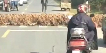 Це треба бачити! Затори можуть бути не лише через сніг (відео)