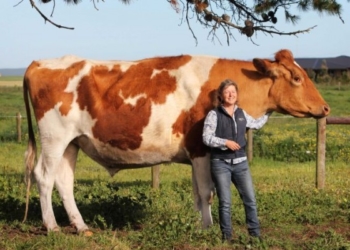 Де живе корова завбільшки майже два метри