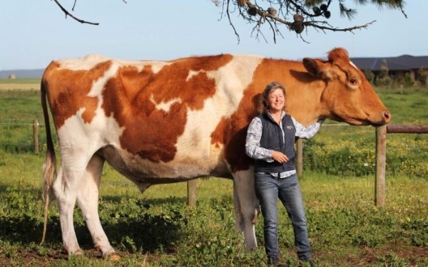 Де живе корова завбільшки майже два метри