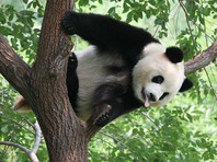 Унікальний випадок, коли тварина помстилася відвідувачеві зоопарку (відео)