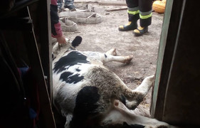 На Тернопільщині з ями витягували 180-кілограмового бика (фото)