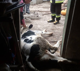 На Тернопільщині з ями витягували 180-кілограмового бика (фото)