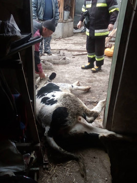 На Тернопільщині з ями витягували 180-кілограмового бика (фото)