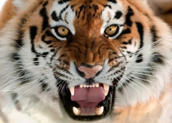 Тигр накинувся на дівчинку (відео)