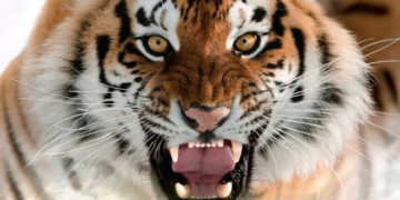 Тигр накинувся на дівчинку (відео)