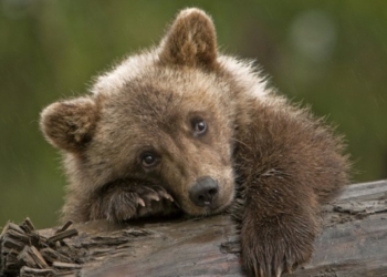На дитячій гойдалці люди побачили ведмедя (відео)