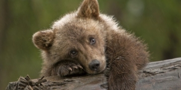 На дитячій гойдалці люди побачили ведмедя (відео)