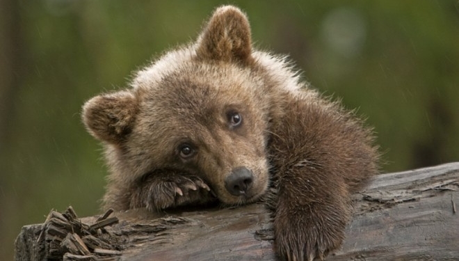 На дитячій гойдалці люди побачили ведмедя (відео)