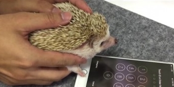 Відео, де їжак використовує iPhone, “підірвало” мережу