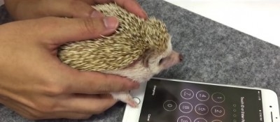 Відео, де їжак використовує iPhone, “підірвало” мережу