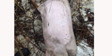 Резонансне вбивство на Тернопільщині вражає жорстокістю (фото)