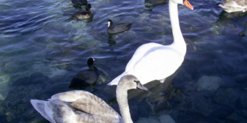 Дивовижа на Тернопільщині: у селі залишилася зимувати сотня білих лебедів