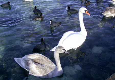Дивовижа на Тернопільщині: у селі залишилася зимувати сотня білих лебедів