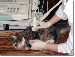 УЗД тварини