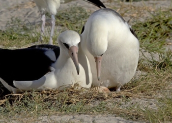 66-річний альбатрос збирається знову стати мамою (фото)