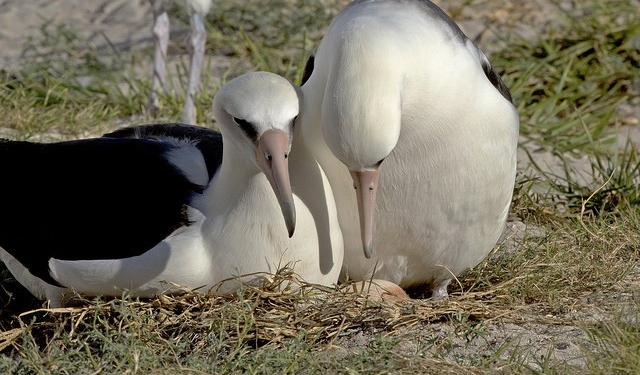 66-річний альбатрос збирається знову стати мамою (фото)