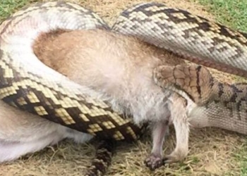 В Австралії пітон проковтнув кенгуру на очах в ошелешеної публіки (фото)