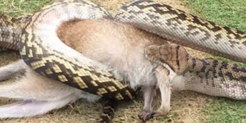 В Австралії пітон проковтнув кенгуру на очах в ошелешеної публіки (фото)