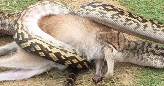 В Австралії пітон проковтнув кенгуру на очах в ошелешеної публіки (фото)