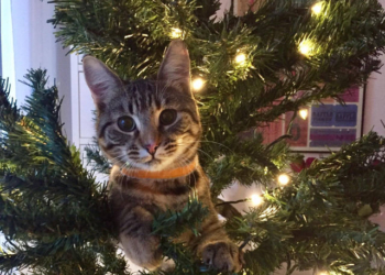 Мережу “порвало” відео: кіт нищить Різдвяну ялинку