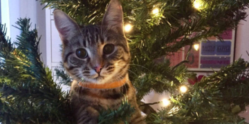 Мережу “порвало” відео: кіт нищить Різдвяну ялинку